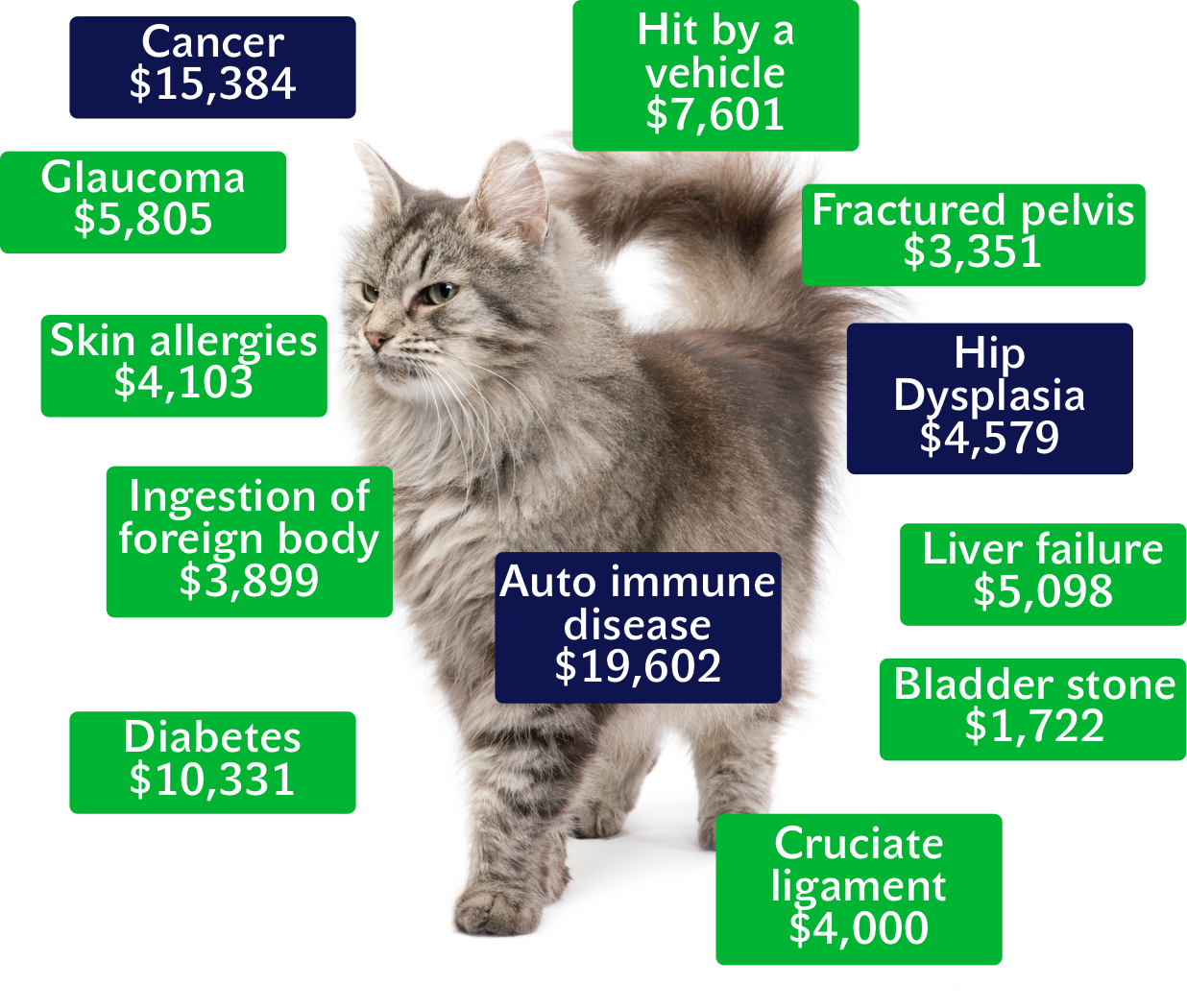 What Does Pet Insurance Cover Plans & Costs Pet Insurer
