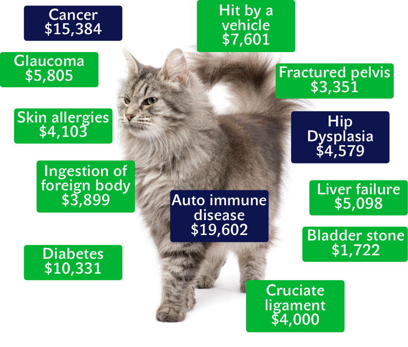 dog_insuries_graph