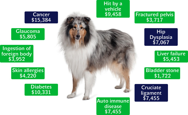 dog_insuries_graph