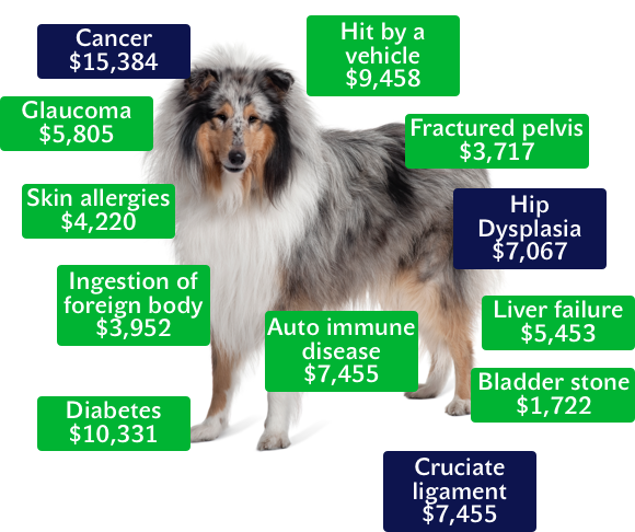 pet-insurer