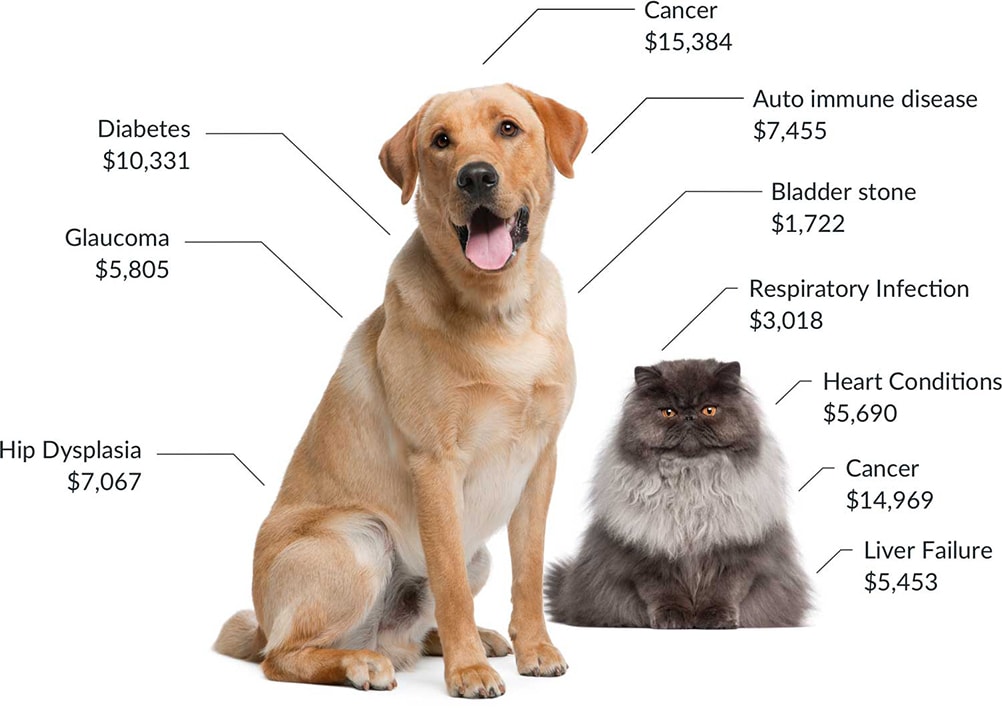 Protect your vet against expensive vet bills